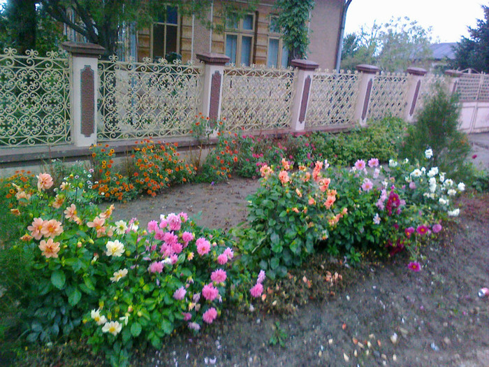 09102010299 - florile mamei