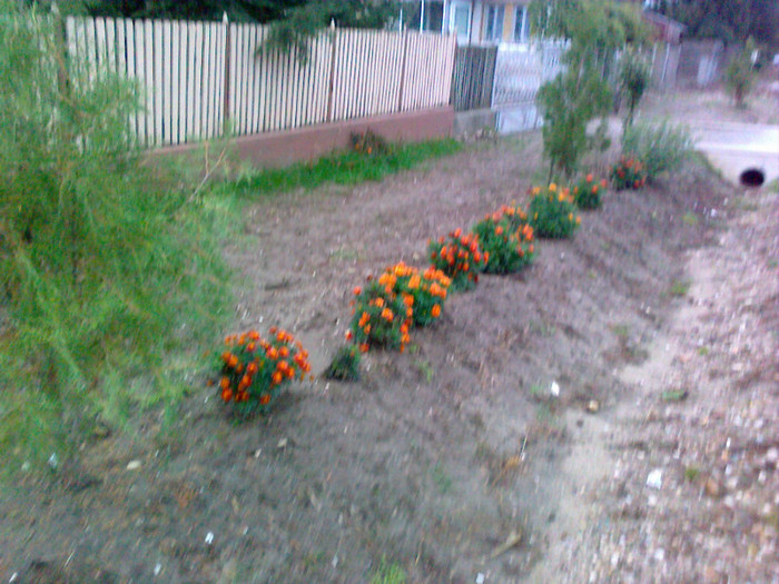 09102010303 - florile mamei