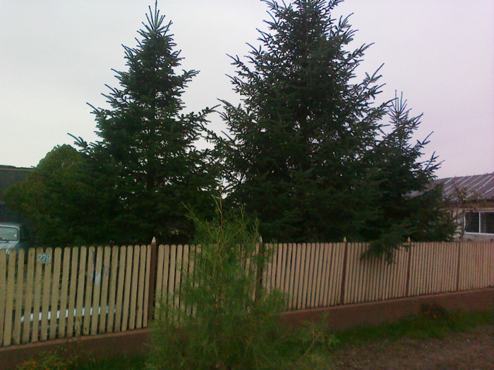 09102010304 - florile mamei