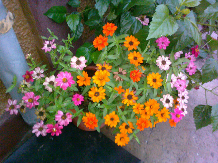 09102010305 - florile mamei