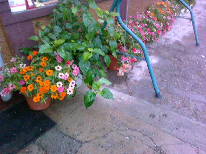 09102010306 - florile mamei