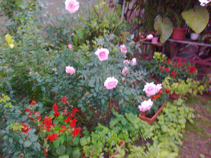 09102010307 - florile mamei