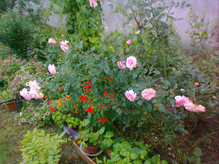 09102010308 - florile mamei