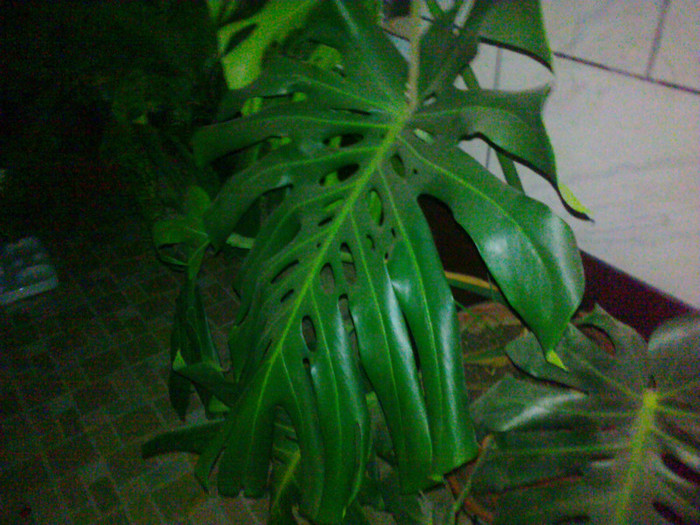 09102010315 - florile mamei