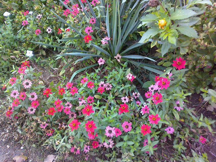 10102010354 - florile mamei