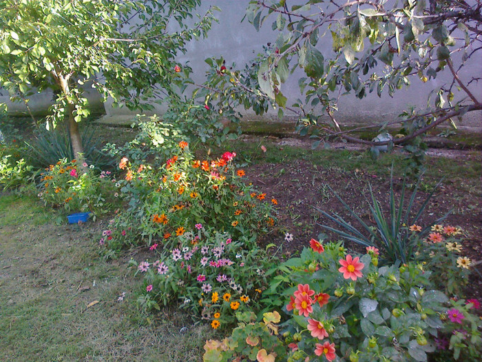 10102010356 - florile mamei