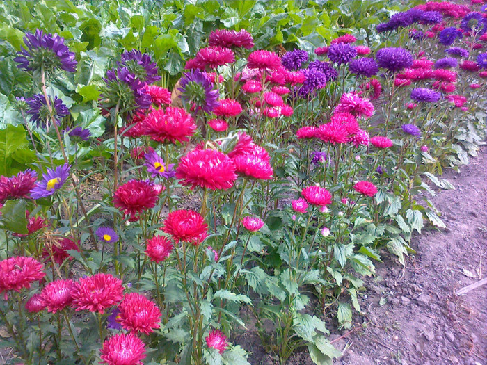 poze_iulie_2012 063 - florile mamei