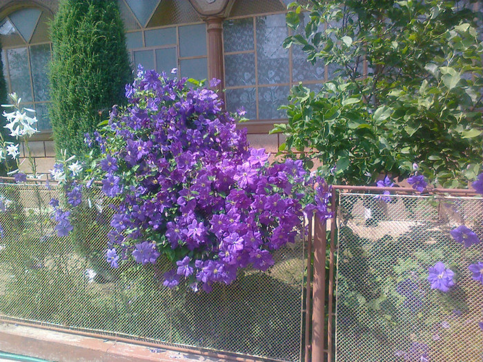 poze_iulie_2012 171 - florile mamei