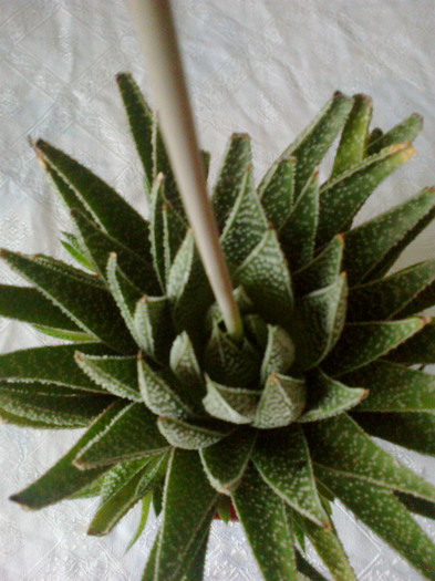 aloe aristata - Cactusi si suculente