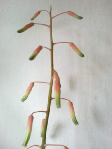 prima floare in 2013 - Cactusi si suculente