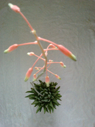 in toata splendoarea - Cactusi si suculente