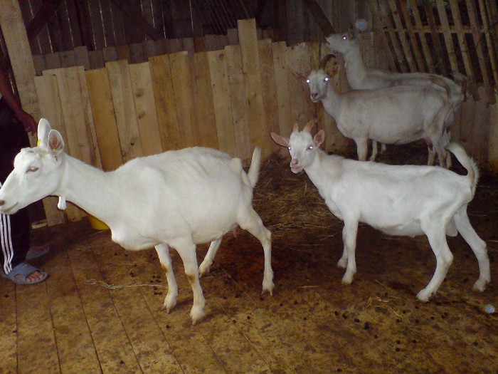 DSC03361 - capre saanen de vanzare 2015