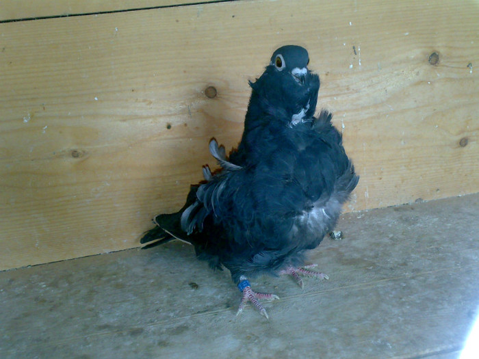 Image647 - Pescarus chinez