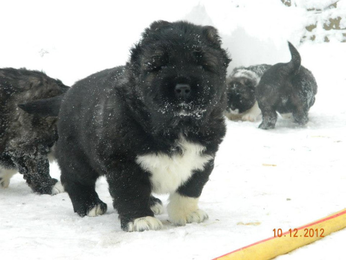 401675_448144431914231_1805289830_n - De Vanzare pui Caucazian