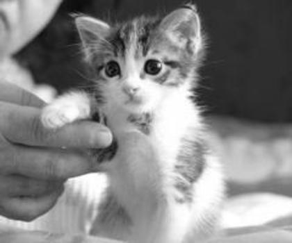 376511_495268490525794_1802541051_n_thumb