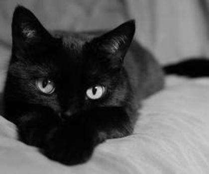 408534_514365491919383_1760132598_n_thumb