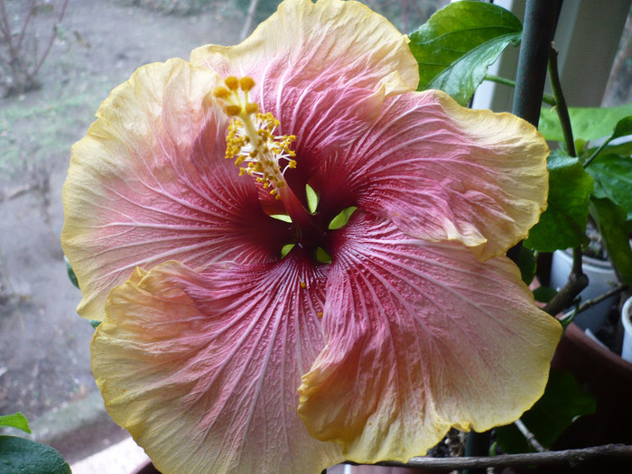 P1190250 - HIBISCUSI 2013-1