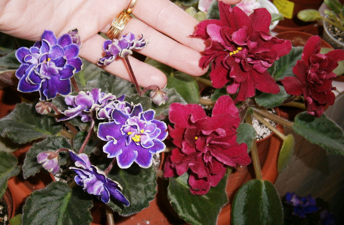 King's Treasure si EK Shanghai Rose - Violete