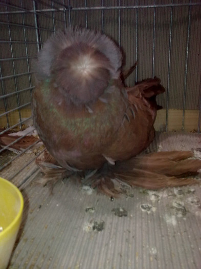 Imagine1664 - poze leipzig 2012