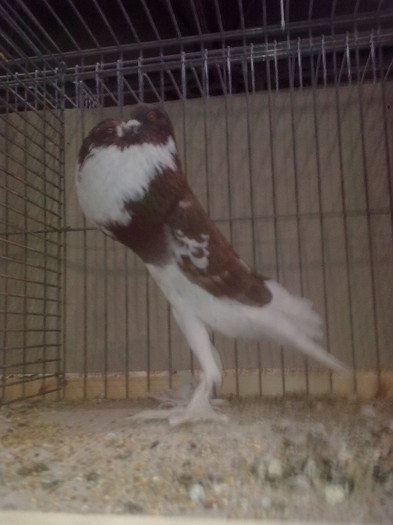 Imagine1710 - poze leipzig 2012