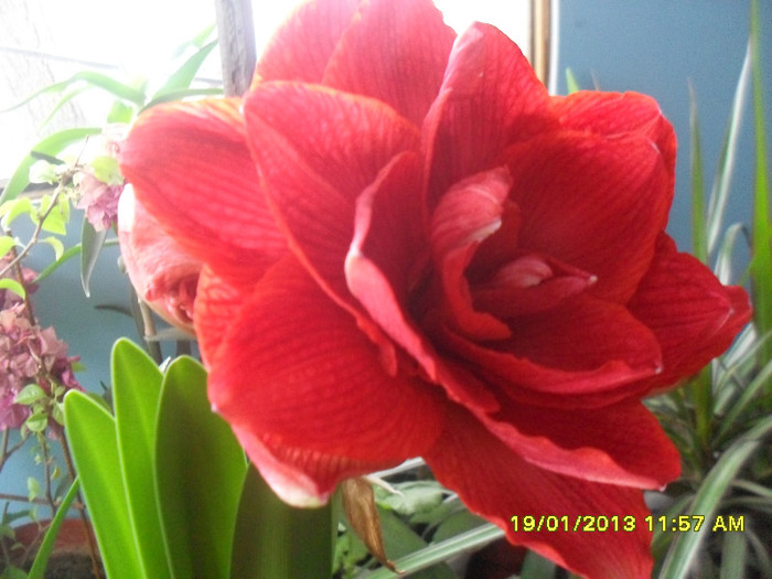 SDC12794 - 2_Amaryllis-2013