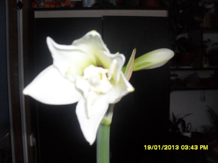 Jewel - 2_Amaryllis-2013