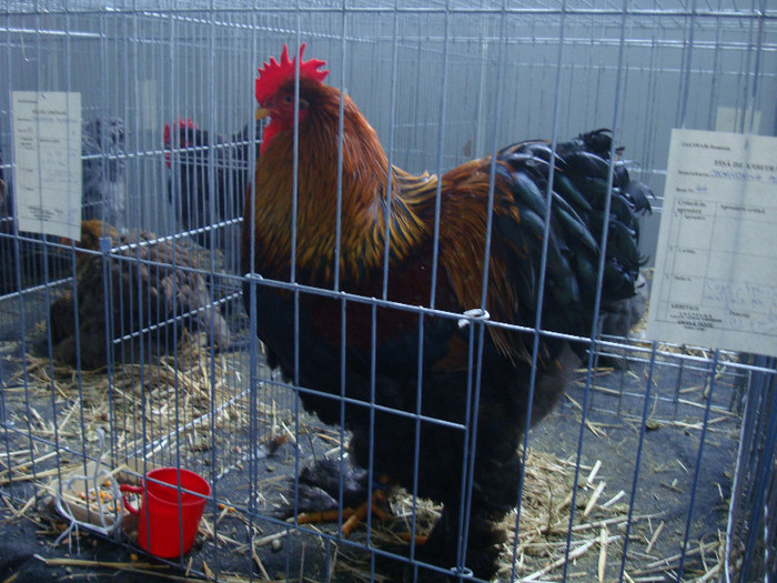 DSC08698 - u EXPOZITIA NATIONALA DE PORUMBEI PASARI SI ANIMALE MICI CLUJ 19 01 2013