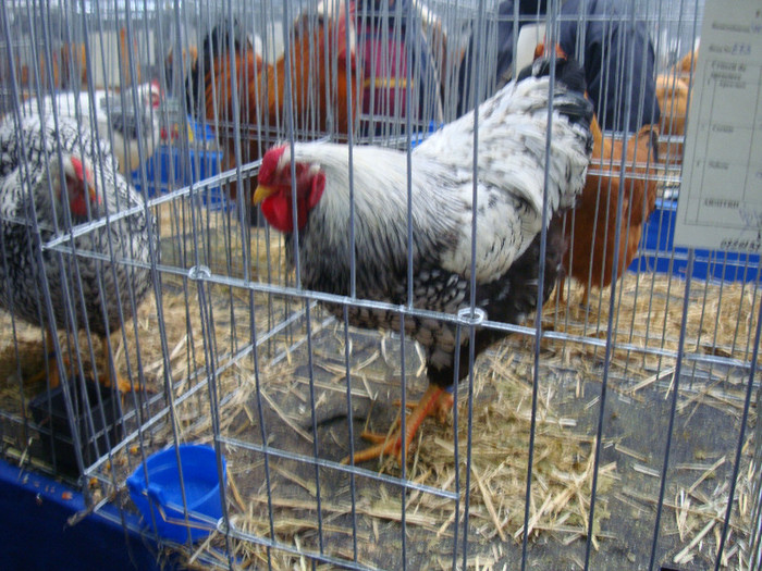 DSC08713 - u EXPOZITIA NATIONALA DE PORUMBEI PASARI SI ANIMALE MICI CLUJ 19 01 2013