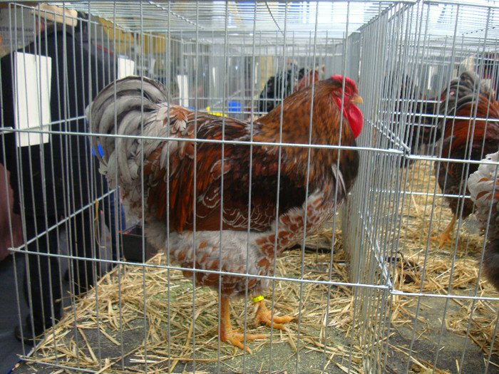DSC08714 - u EXPOZITIA NATIONALA DE PORUMBEI PASARI SI ANIMALE MICI CLUJ 19 01 2013