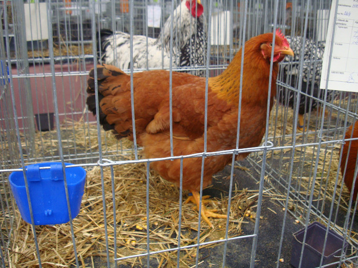 DSC08721
