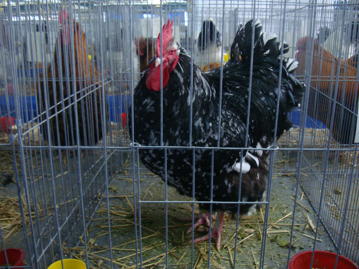DSC08729