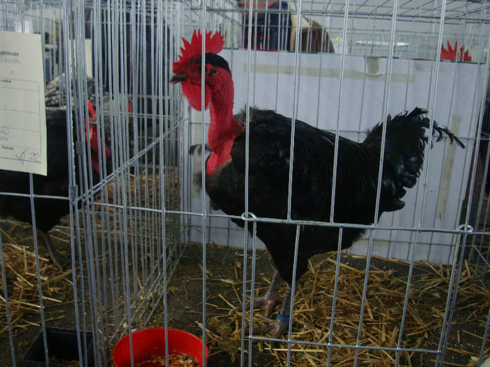 DSC08731