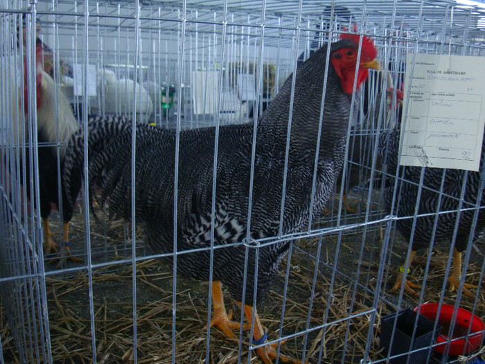 DSC08734