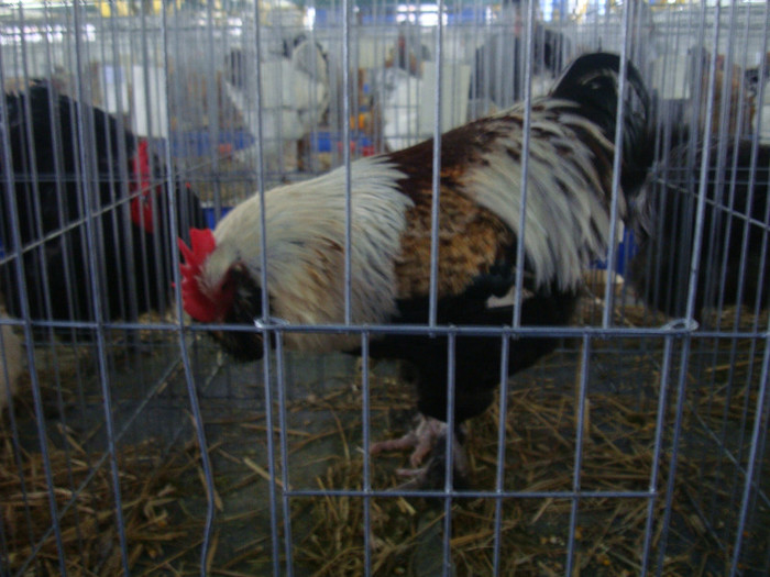 DSC08736