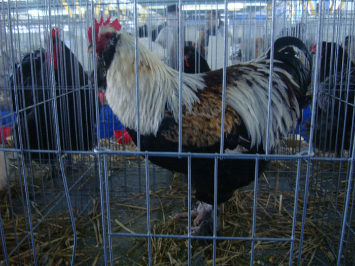 DSC08737