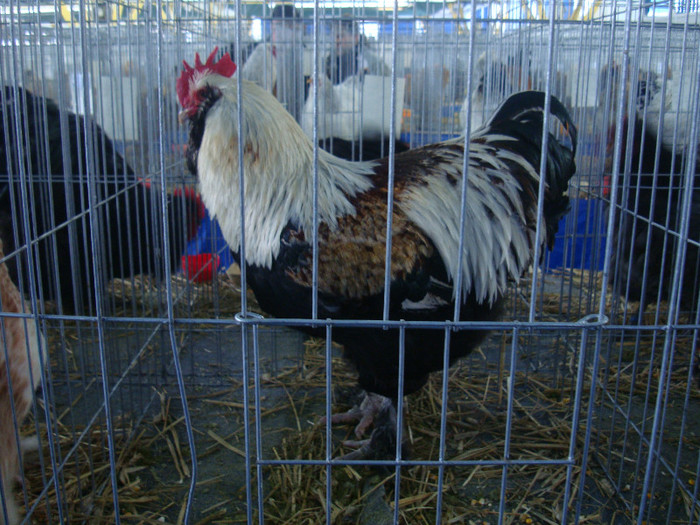 DSC08739