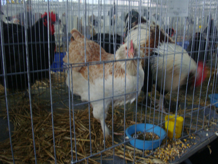 DSC08742