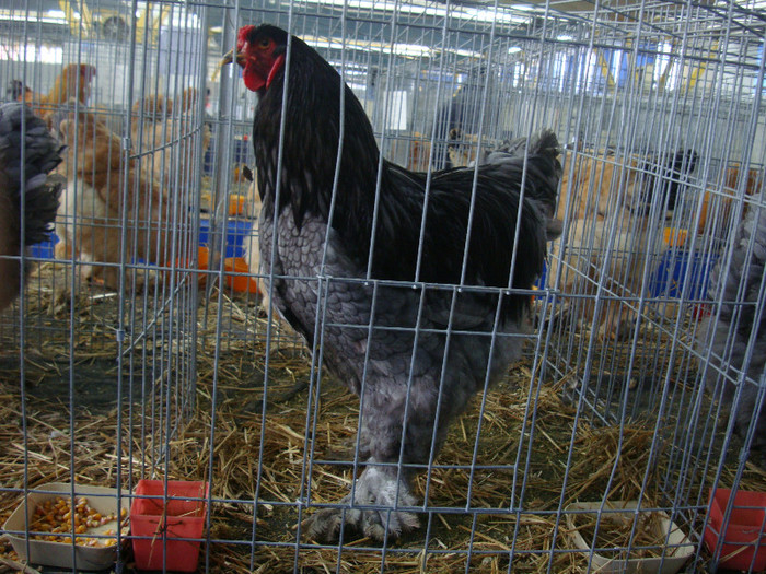 DSC08745