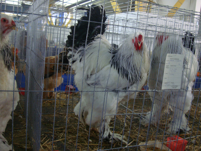 DSC08754