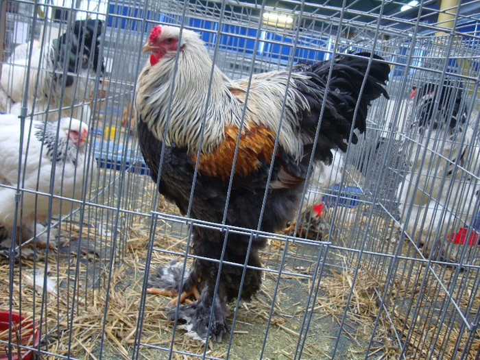 DSC08767