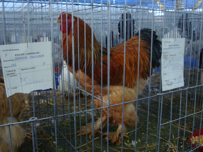 DSC08774