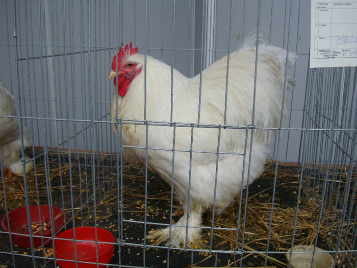 DSC08787