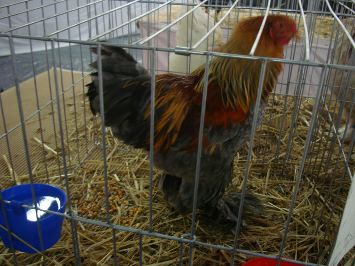 DSC08816