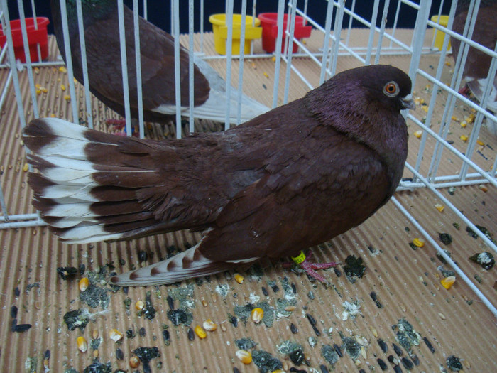 DSC08868