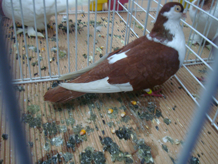 DSC08893
