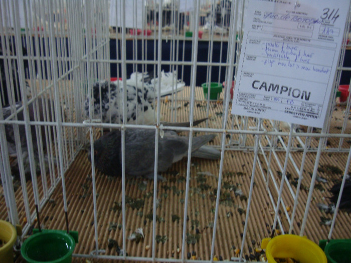 DSC08903 - u EXPOZITIA NATIONALA DE PORUMBEI PASARI SI ANIMALE MICI CLUJ 19 01 2013