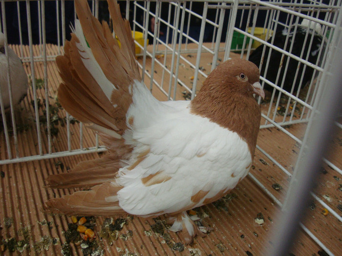 DSC08932
