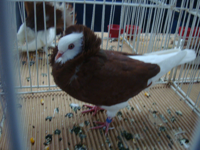 DSC08950
