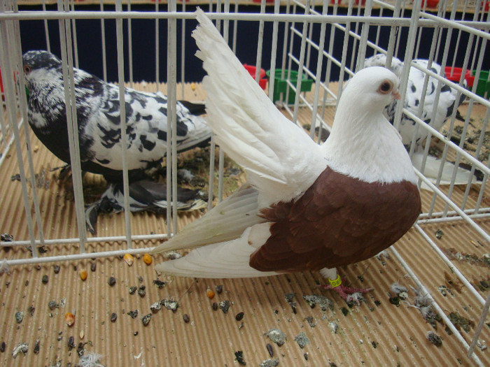 DSC08970