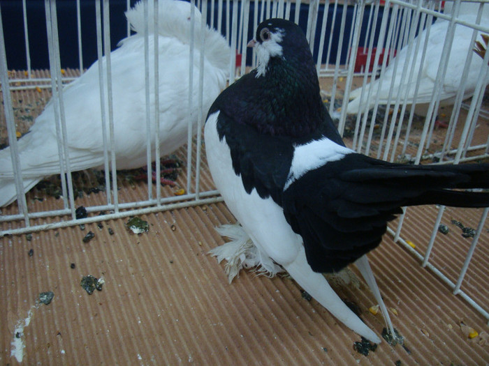 DSC08977